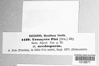 Uromyces pisi-sativi image